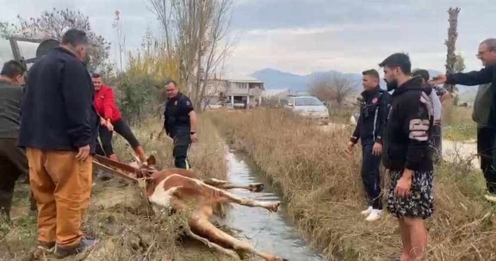 Su kanalına düşen inek itfaiyenin 1 saatlik çalışmasıyla kurtarıldı