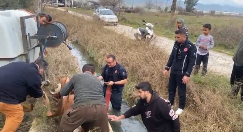 Su kanalına düşen inek itfaiyenin 1 saatlik çalışmasıyla kurtarıldı