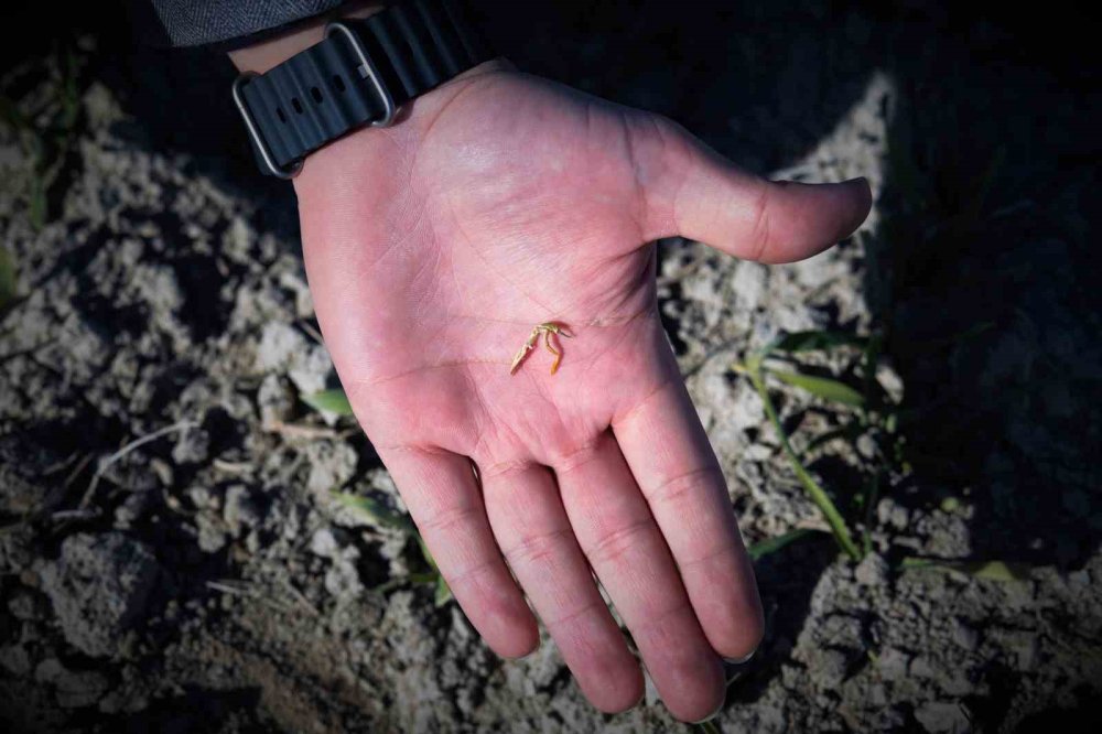 Hububatta Kritik Dönem! Konya Ovası’nda Yağışlar Yüzde 44 Azaldı