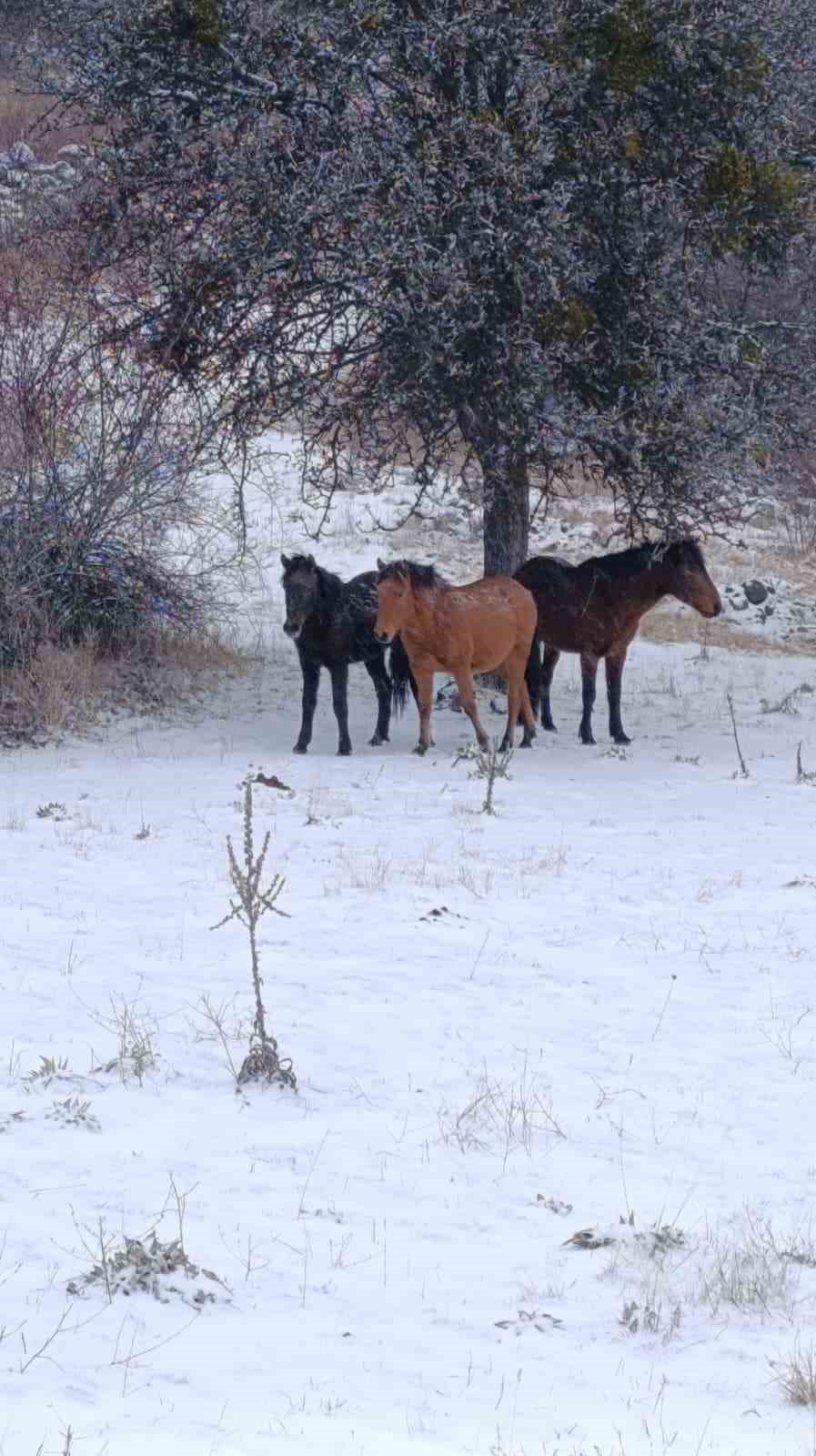 Ankara'nın yükseklerinde efeler kendini gösterdi