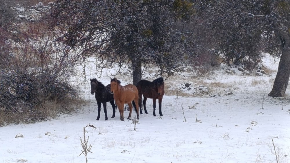 Ankara'nın yükseklerinde efeler kendini gösterdi