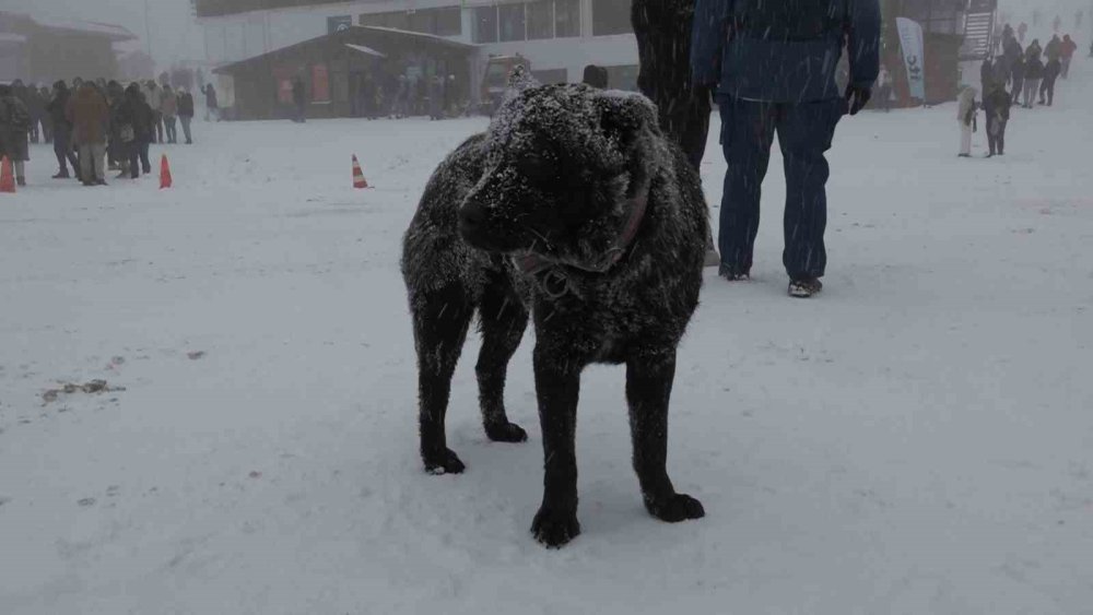 Kar kapladı Uludağ doldu taştı