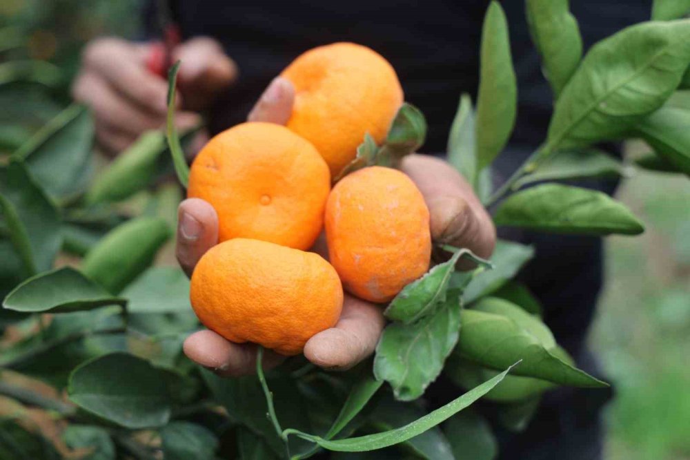 Mandalinada vurgun! Tarlada 2 TL!