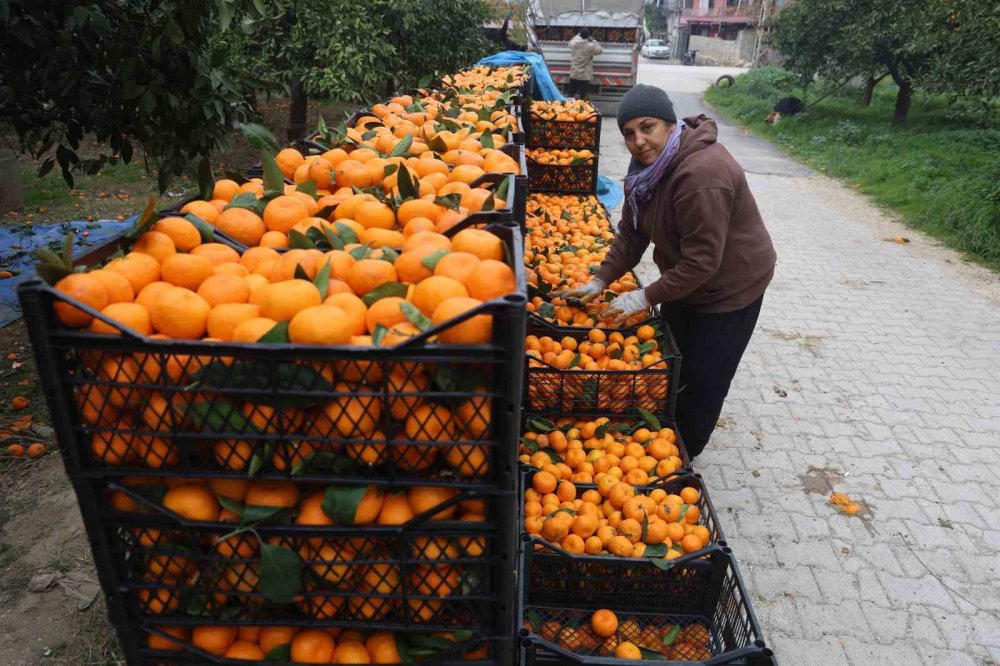 Mandalinada vurgun! Tarlada 2 TL!