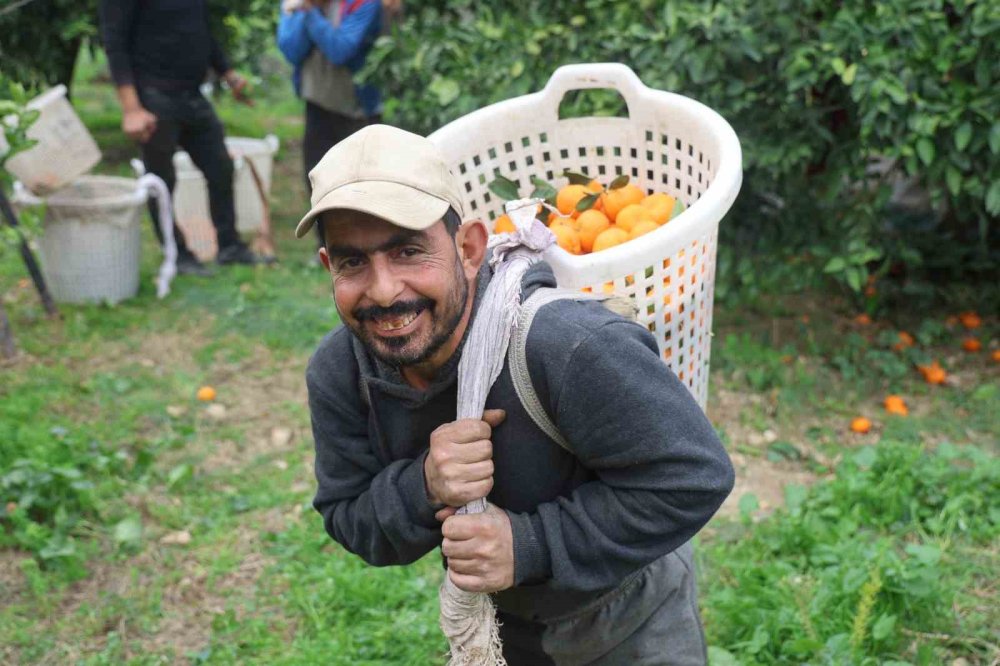 Mandalinada vurgun! Tarlada 2 TL!