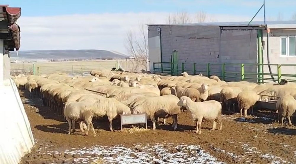 Ağıla girdi, koyunu telef etti! Çiftçiler çözüm istiyor