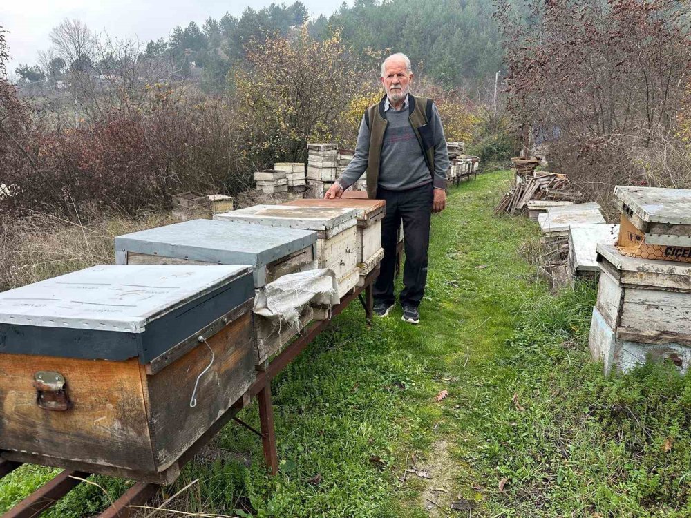 İlaçlanan bahçeler arıları öldürdü, üretim durma noktasında