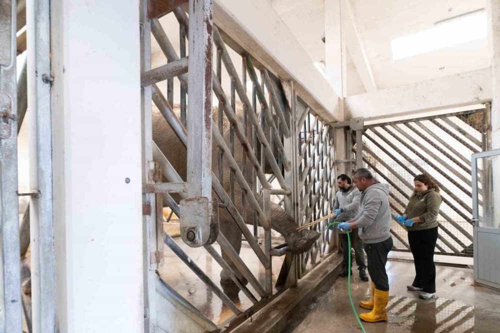 Nesli Tehdit Altındaki Asya Fillerine Özel Bakım