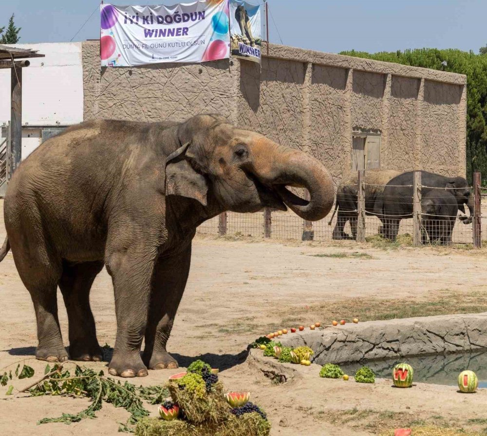 Nesli Tehdit Altındaki Asya Fillerine Özel Bakım