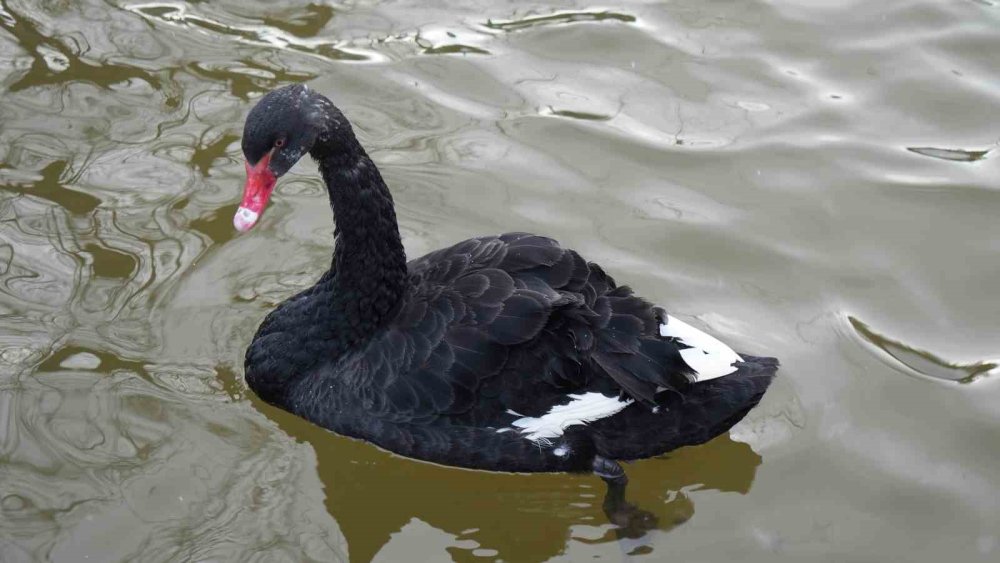 Hayat kısa Ankara kayıyor