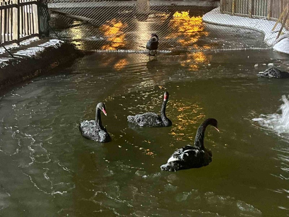 Ayaz Başkentte Etkisini Artırdı: Kuğulu Park’ta Havuz Dondu