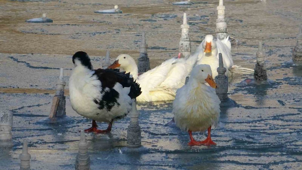 Konya'nın süs havuzları, buz pistine döndü