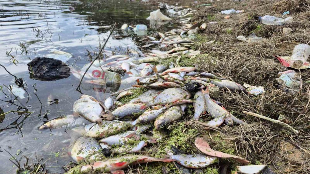 Gölette yosun patlaması: Kıyılar ölü balık doldu