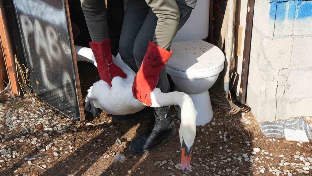 Göç Yolu Şaştı, Kuğu Bahçeye İndi