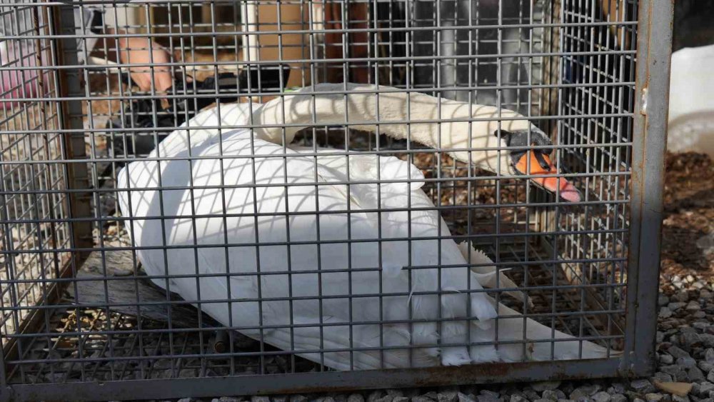 Göç Yolu Şaştı, Kuğu Bahçeye İndi