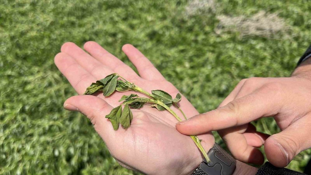 Konya Ovası’na yağan kar, toprağı örtmeye yetmedi
