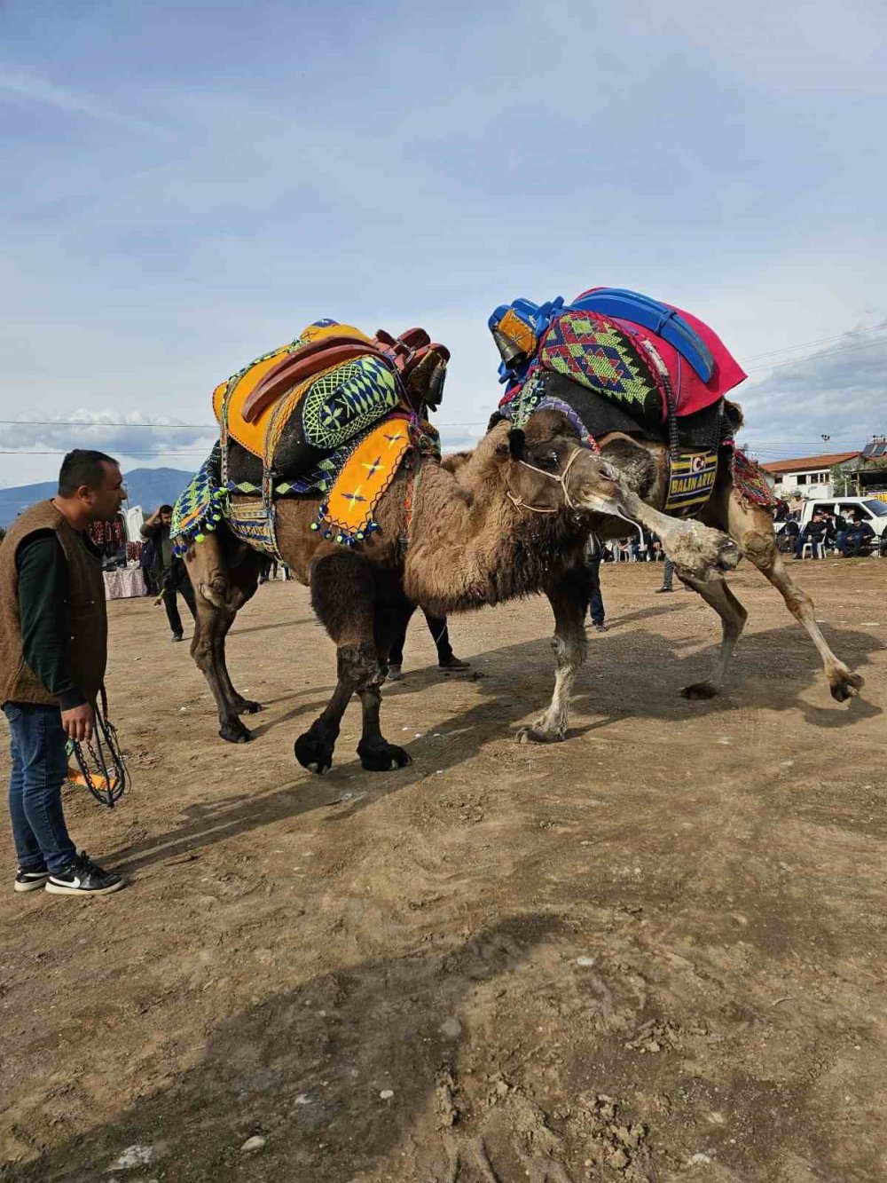 Şap hastalığı deve güreşlerini de vurdu