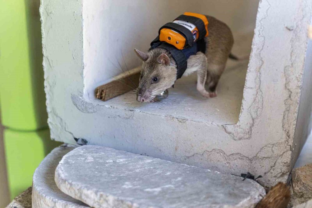 Her deliğe giren fareler, arama kurtarmada göz olacaklar