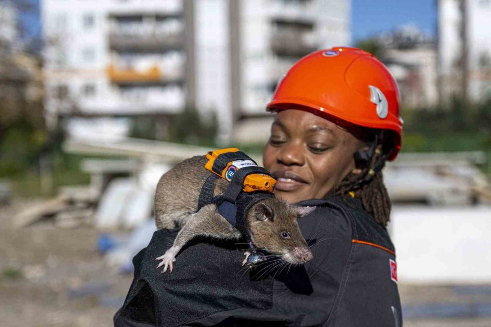 Her deliğe giren fareler, arama kurtarmada göz olacaklar