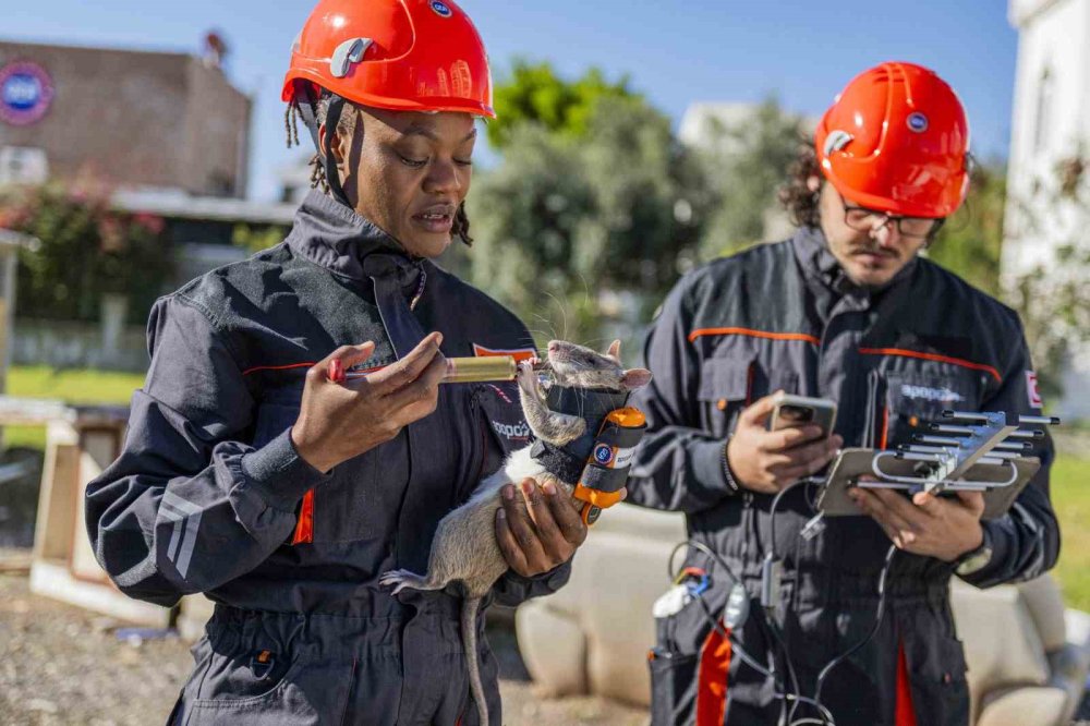 Her deliğe giren fareler, arama kurtarmada göz olacaklar