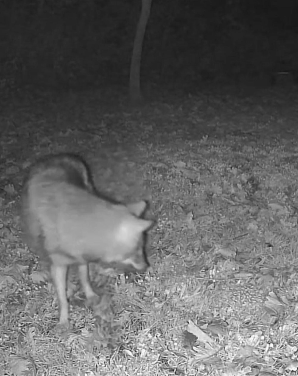 Terkos'ta kampçılara kurt sürprizi! Poz vermiş