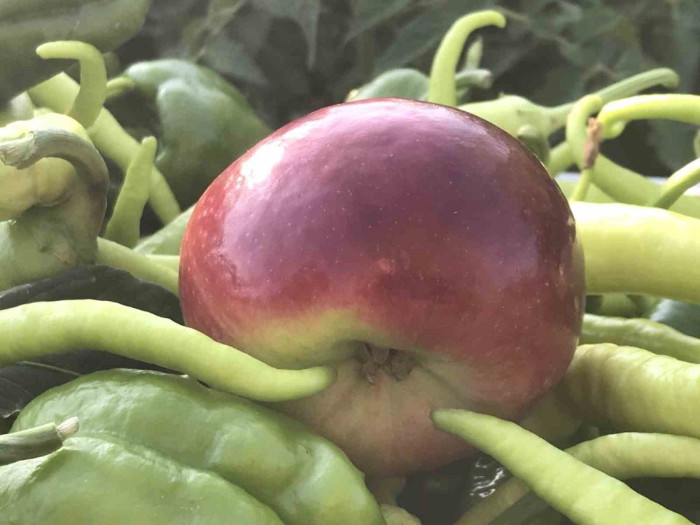 Grip vakaları artıyor; C vitaminini yanlış besinde aramayın