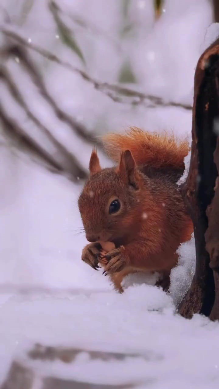 Fotoğraf Değil, Yağlı Boya Gibi: Karlı Kartepe’de Kızıl Geyik