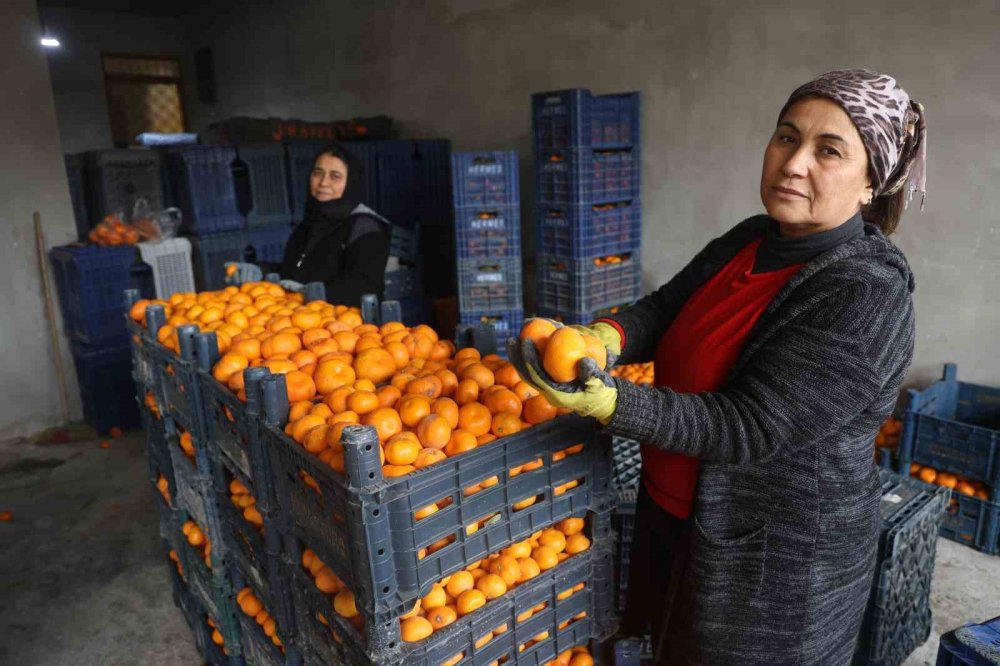 Bereket çiftçiye yaramadı: Mandalina dalda çürüyor