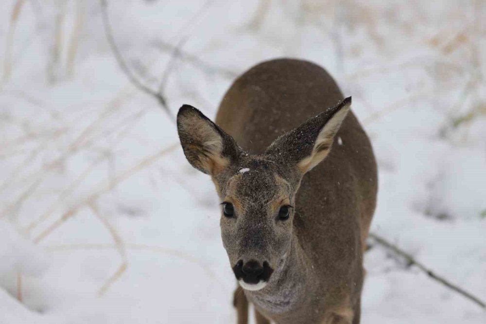 Avrupa’nın En Büyük Doğal Yaşam Parkı Beyaza Büründü