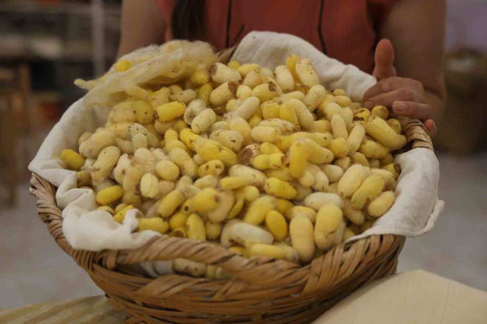 7 Yıllık Arayış Ödülle Taçlandı: Hatay Sarısı’na Dev Onur