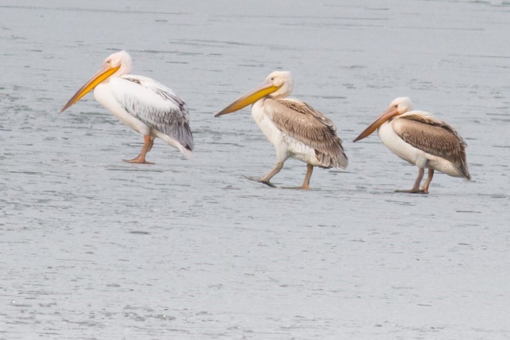 Beyşehir Gölü’nde Kış Sürprizi! Pelikanlar Buz Üzerinde Görüldü
