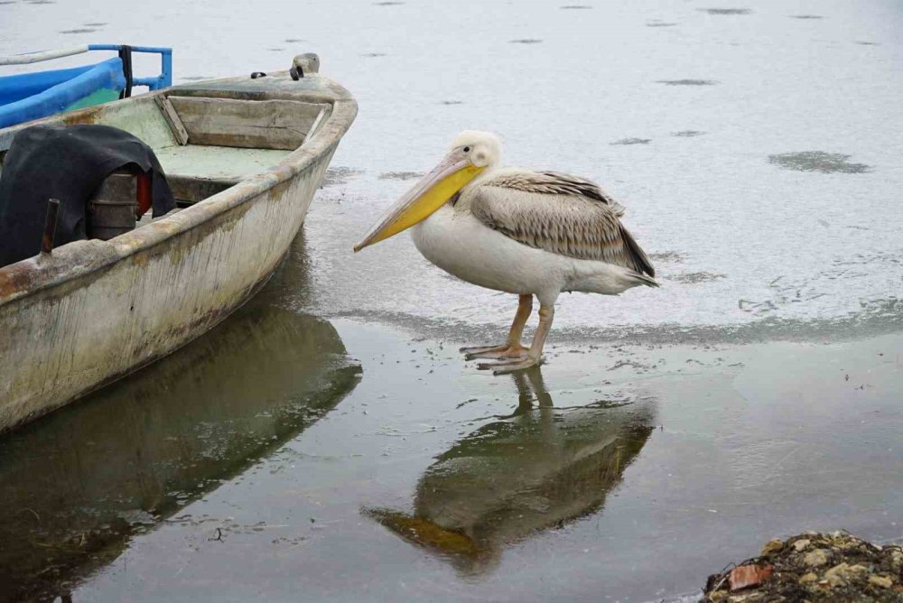 Beyşehir Gölü’nde Kış Sürprizi! Pelikanlar Buz Üzerinde Görüldü