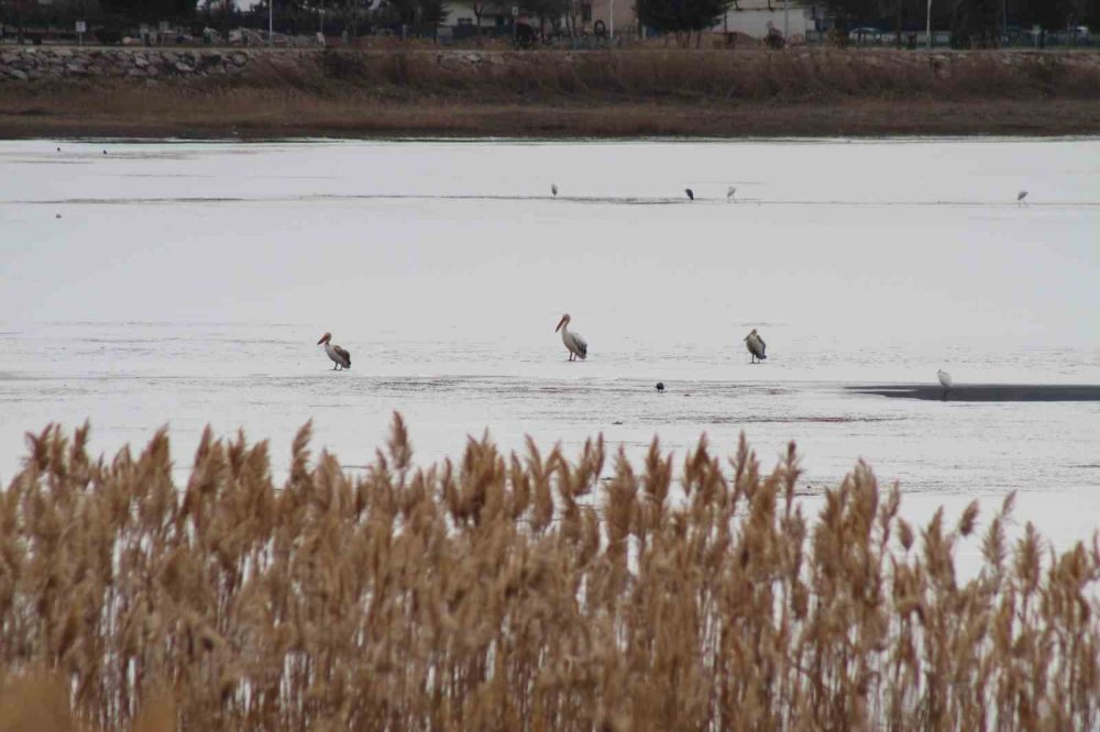 Beyşehir Gölü’nde Kış Sürprizi! Pelikanlar Buz Üzerinde Görüldü