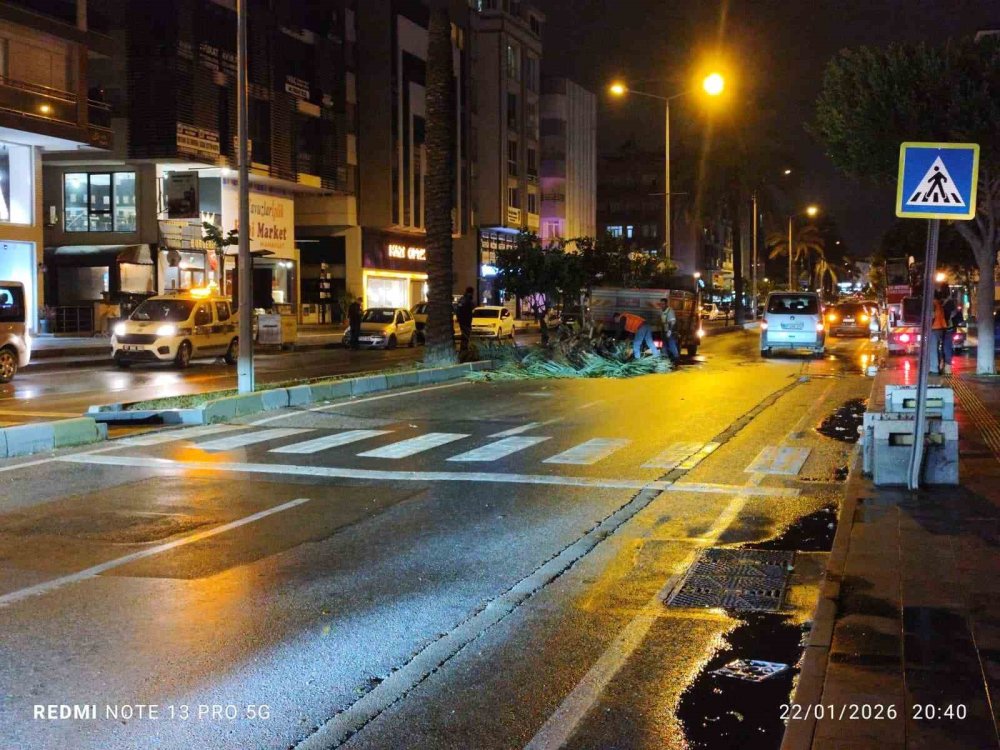 Fırtına palmiyeyi ikiye böldü