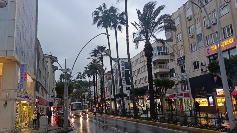 Fırtına palmiyeyi ikiye böldü