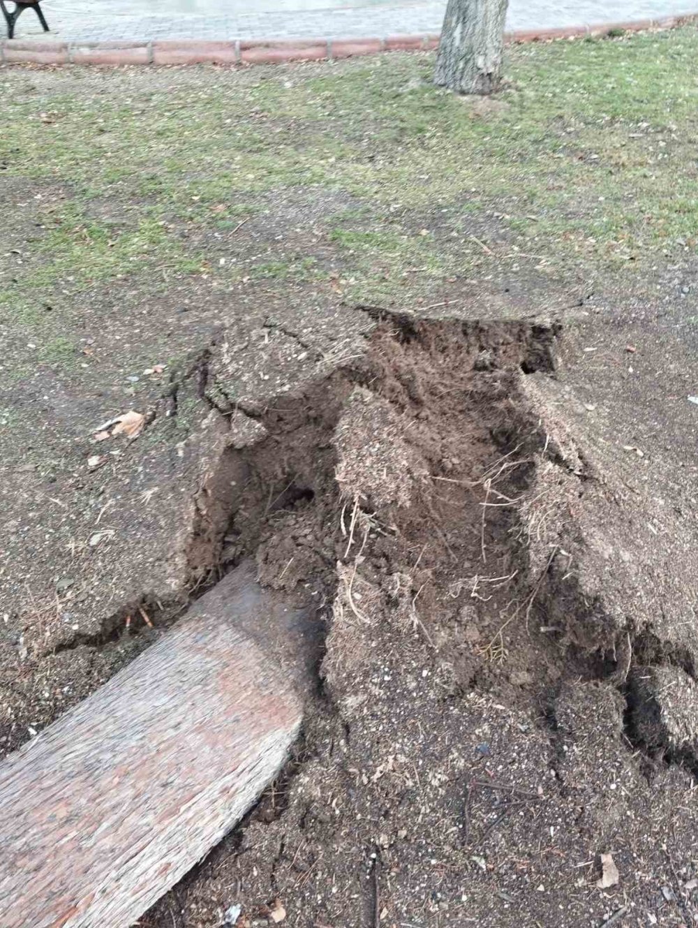 Fırtına ağacı kökünden söküp aracın üzerine fırlattı