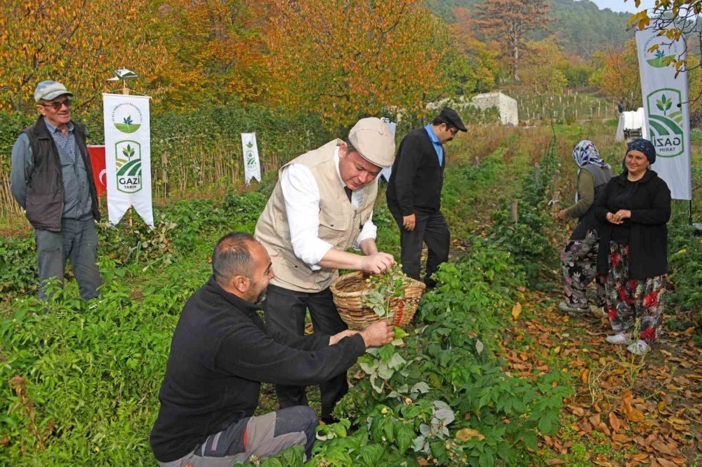 Dağ Köylerinde Ahududu Hamlesi: Hedef 100 Dönüm