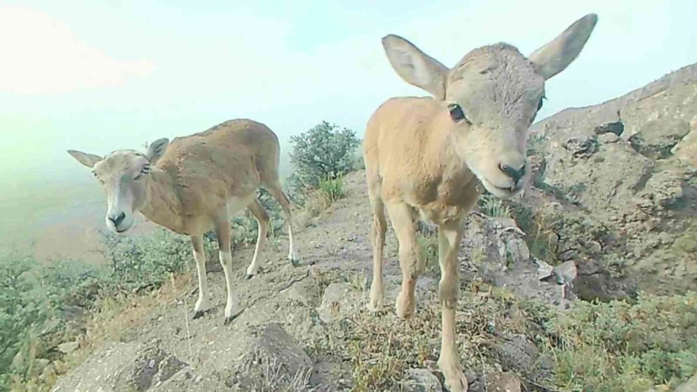 Karaman'ın koyunu yavrularıyla görüntülendi