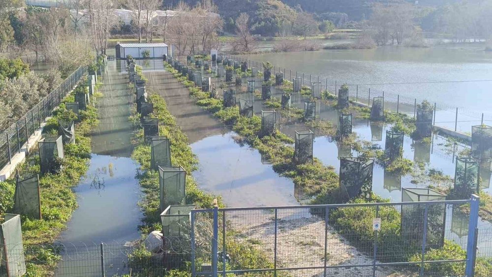 Oymapınar’dan bırakılan su Manavgat Irmağı’nı taşırdı! Şantiyeler su altında