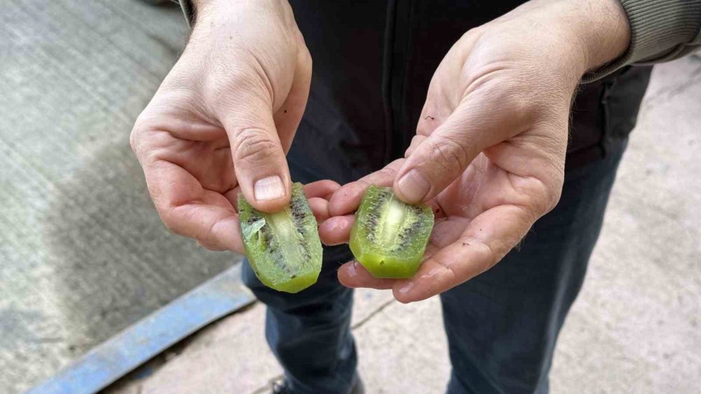 Kivinin tanesi 250 gramı geçti