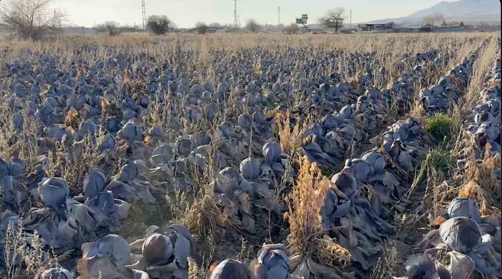 Karalahanaya dokunan zengin oluyor, eken ağlıyor
