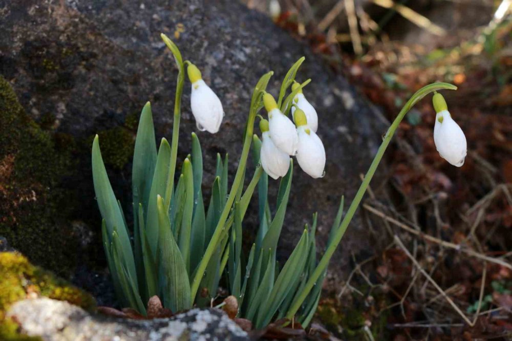 Kardelenlerin ortaya çıkması neyin göstergesi?