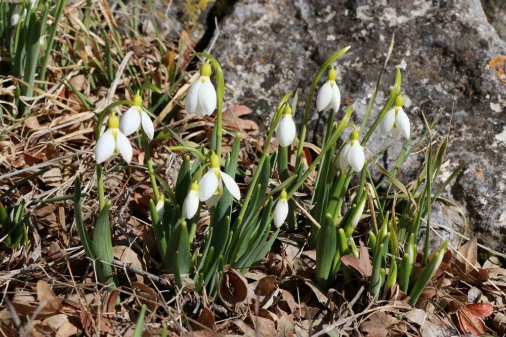 Kardelenlerin ortaya çıkması neyin göstergesi?