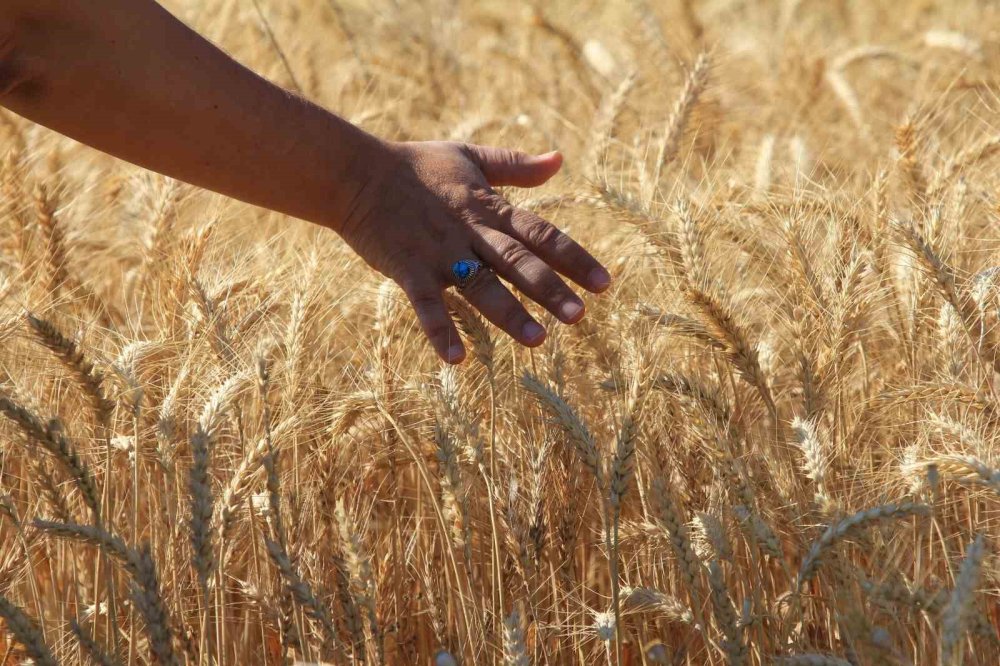 Dünya tahıl üretiminde 133 milyon ton artışla rekor bekleniyor