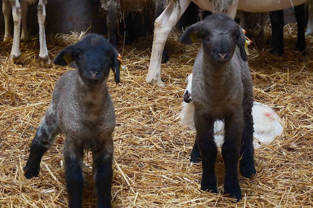 Yılların Merinos Koyunu’na yeni etçil rakip geldi: Bandırma Koyunu