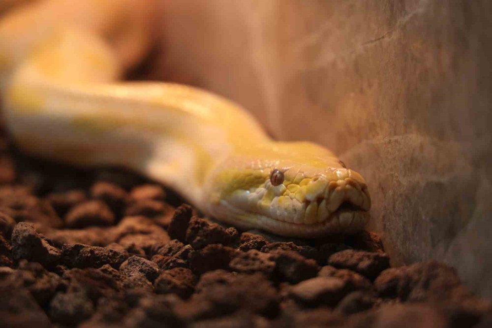 Denizli’den Konya’ya! Albino Piton Koruma Altına Alındı