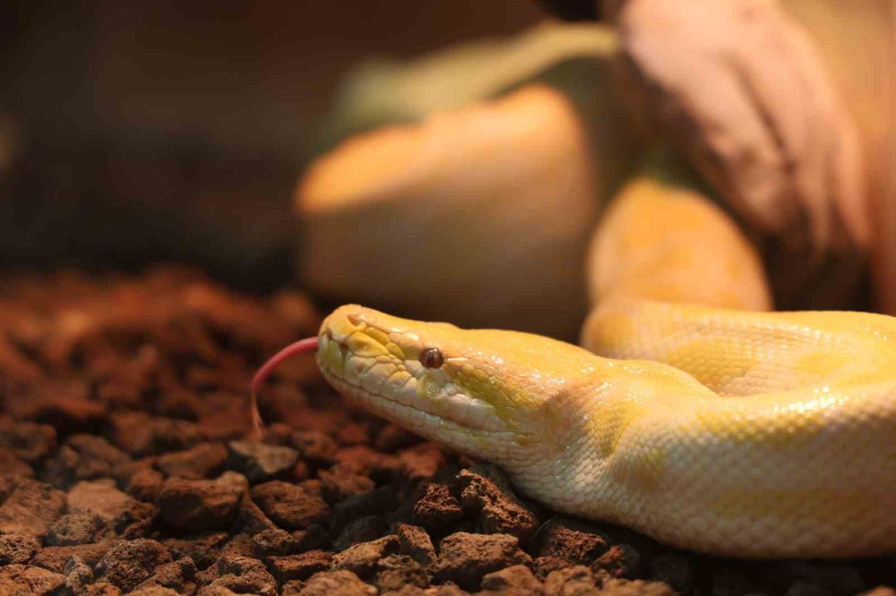 Denizli’den Konya’ya! Albino Piton Koruma Altına Alındı