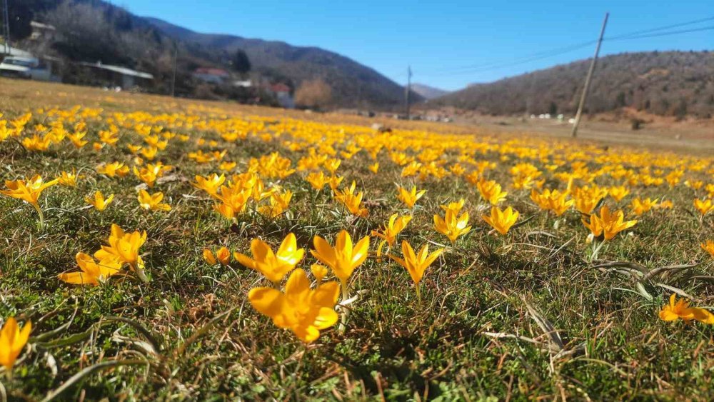 Toros Dağları'nda bahar şöleni! Bartlı Yaylası'nda çiğdemler açtı