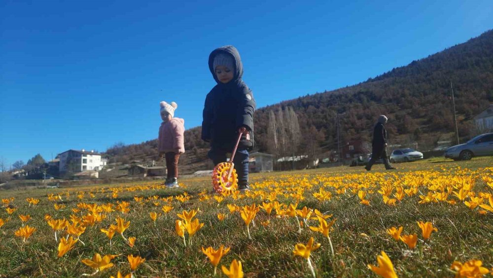 Toros Dağları'nda bahar şöleni! Bartlı Yaylası'nda çiğdemler açtı