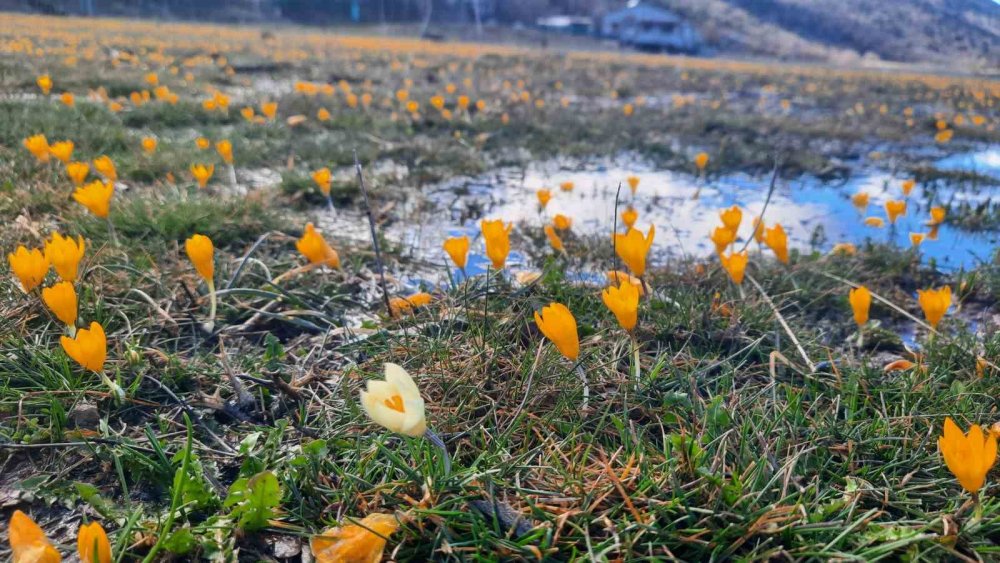 Toros Dağları'nda bahar şöleni! Bartlı Yaylası'nda çiğdemler açtı